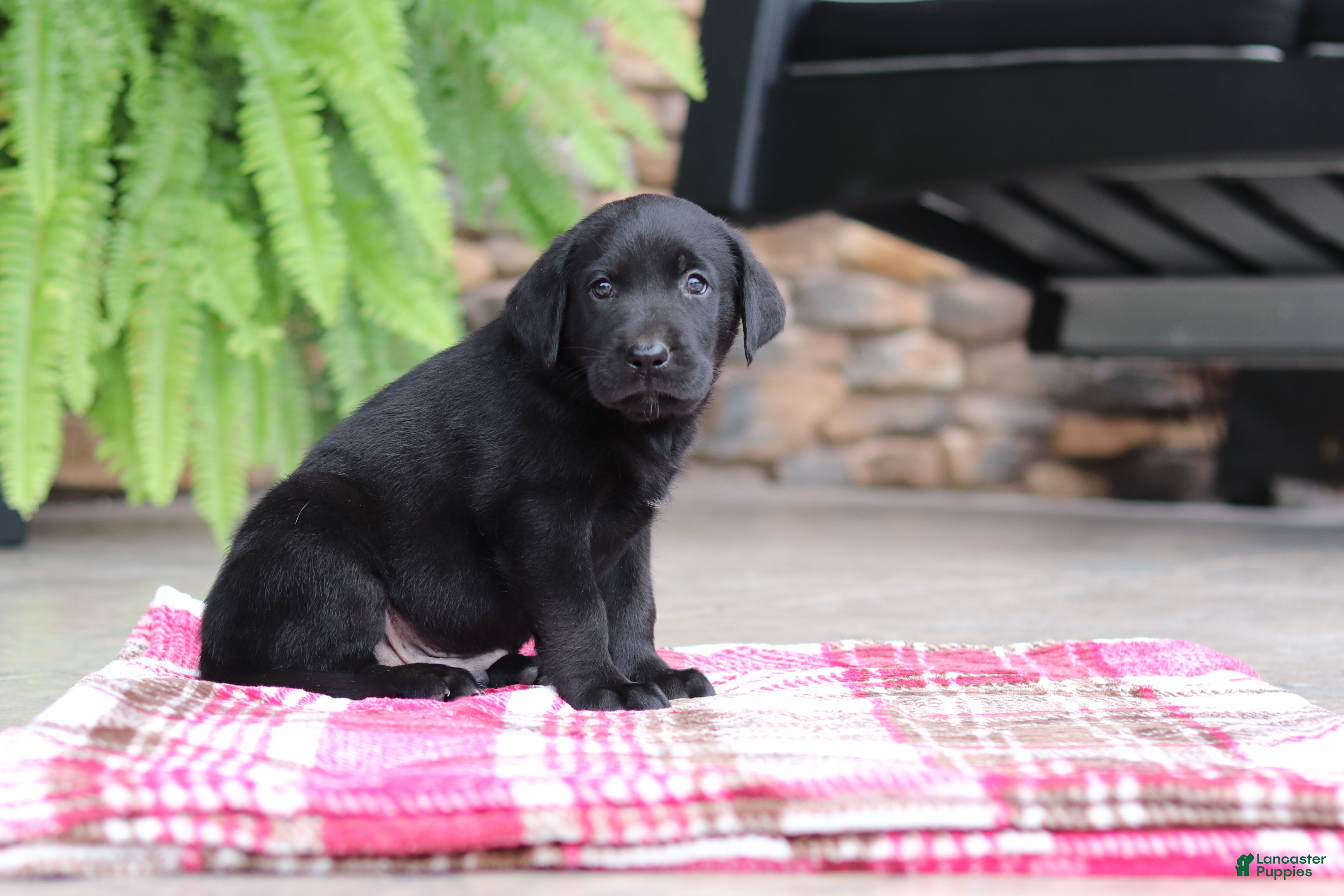 Labrador Retriever dogs Blake - Ad 2