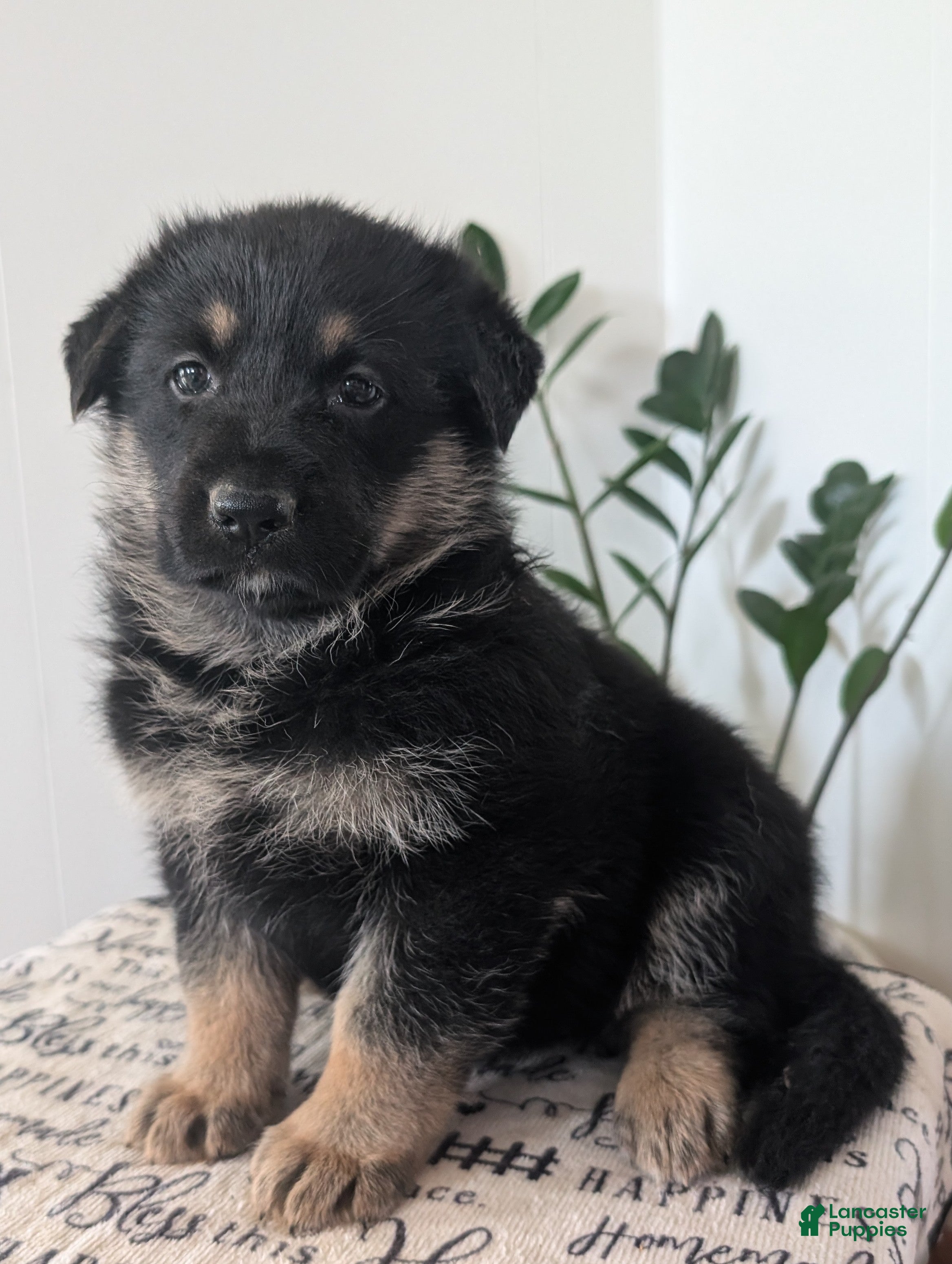 German Shepherd dogs Mindy  - Ad 1