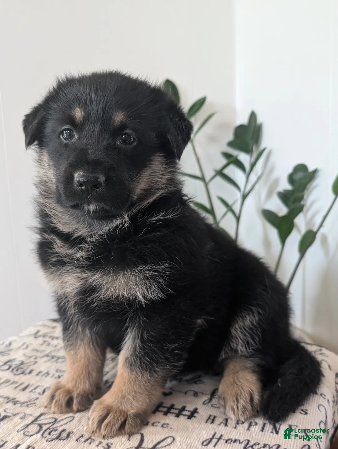 German Shepherd dogs for sale: Mindy  - Ad 1