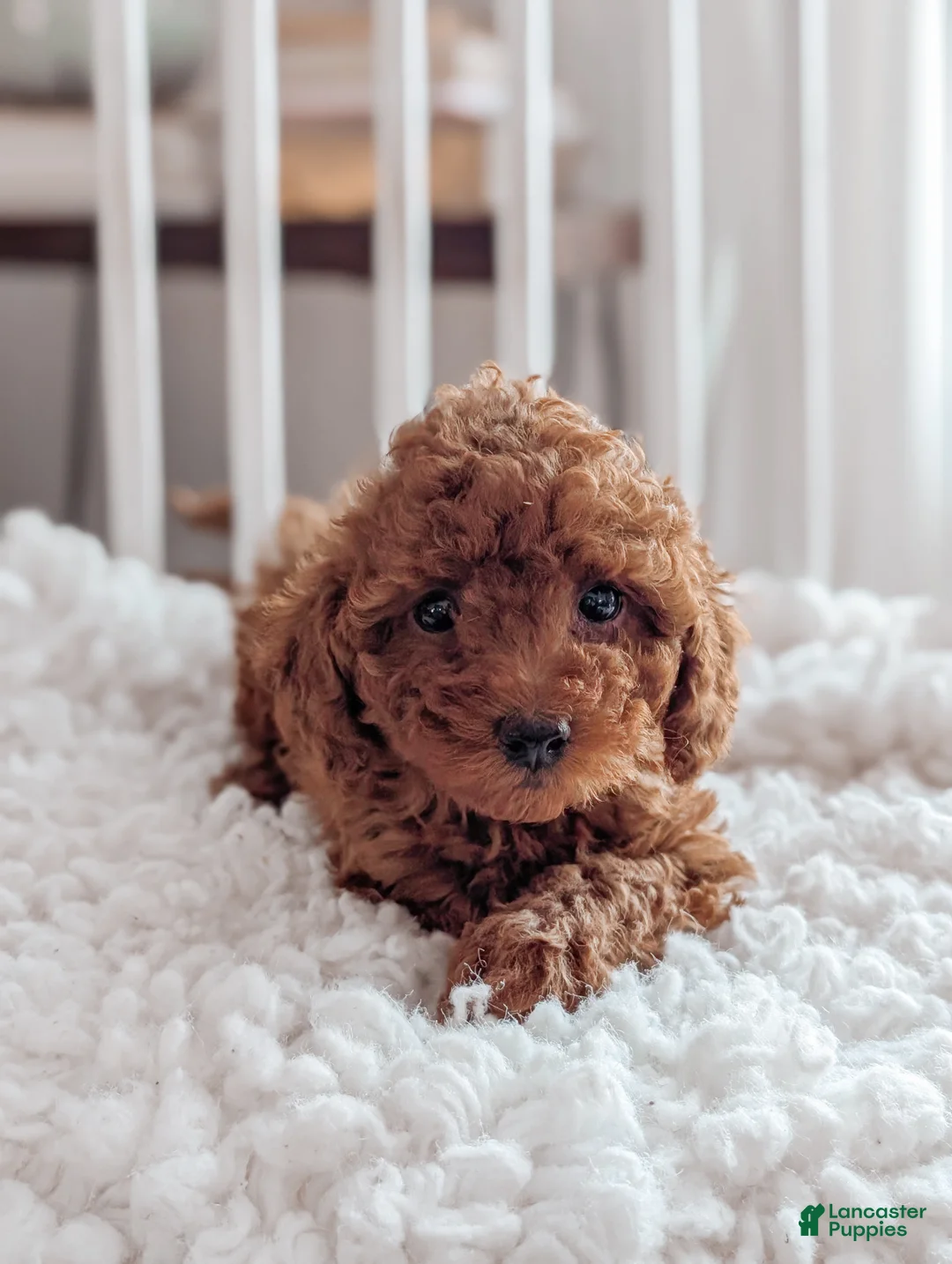 Miniature Poodle dogs for sale: Bella - Ad 6