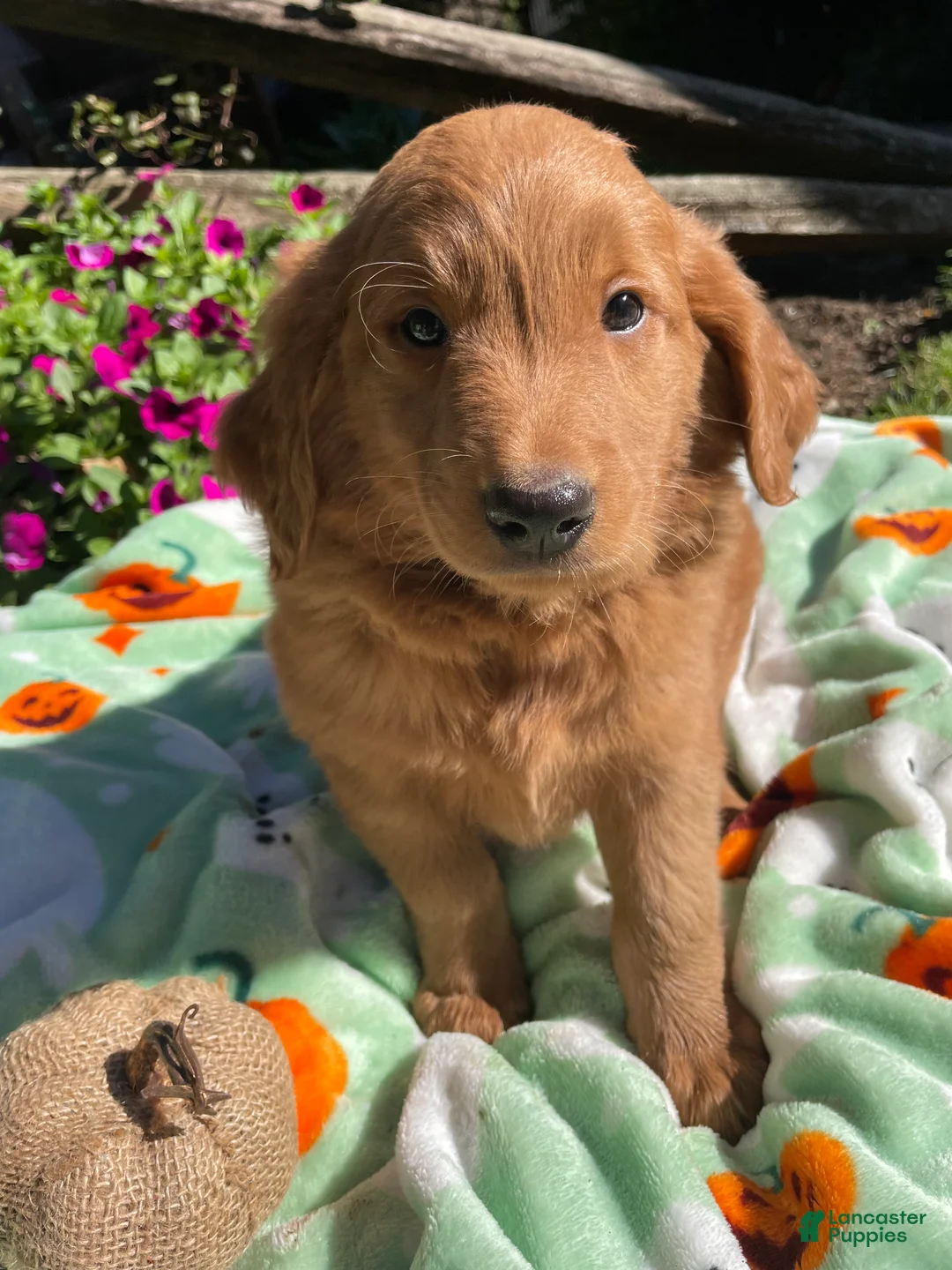 Goldendoodle dogs for sale: Arnold - Ad 1