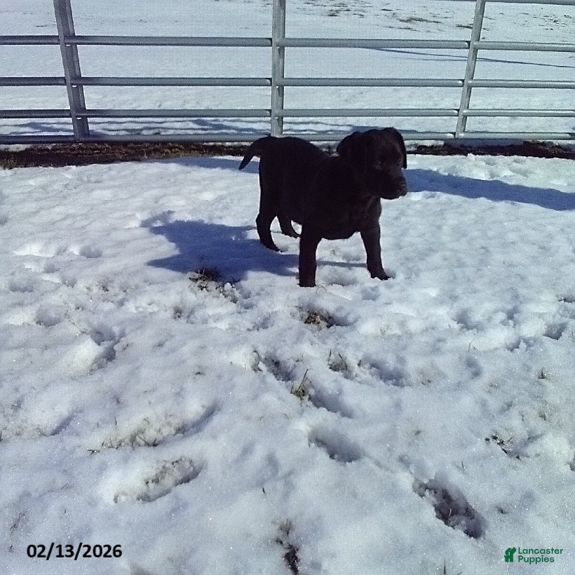 Labrador Retriever dogs Twinkle - Ad 41