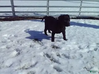 Labrador Retriever dogs Twinkle - Ad 41