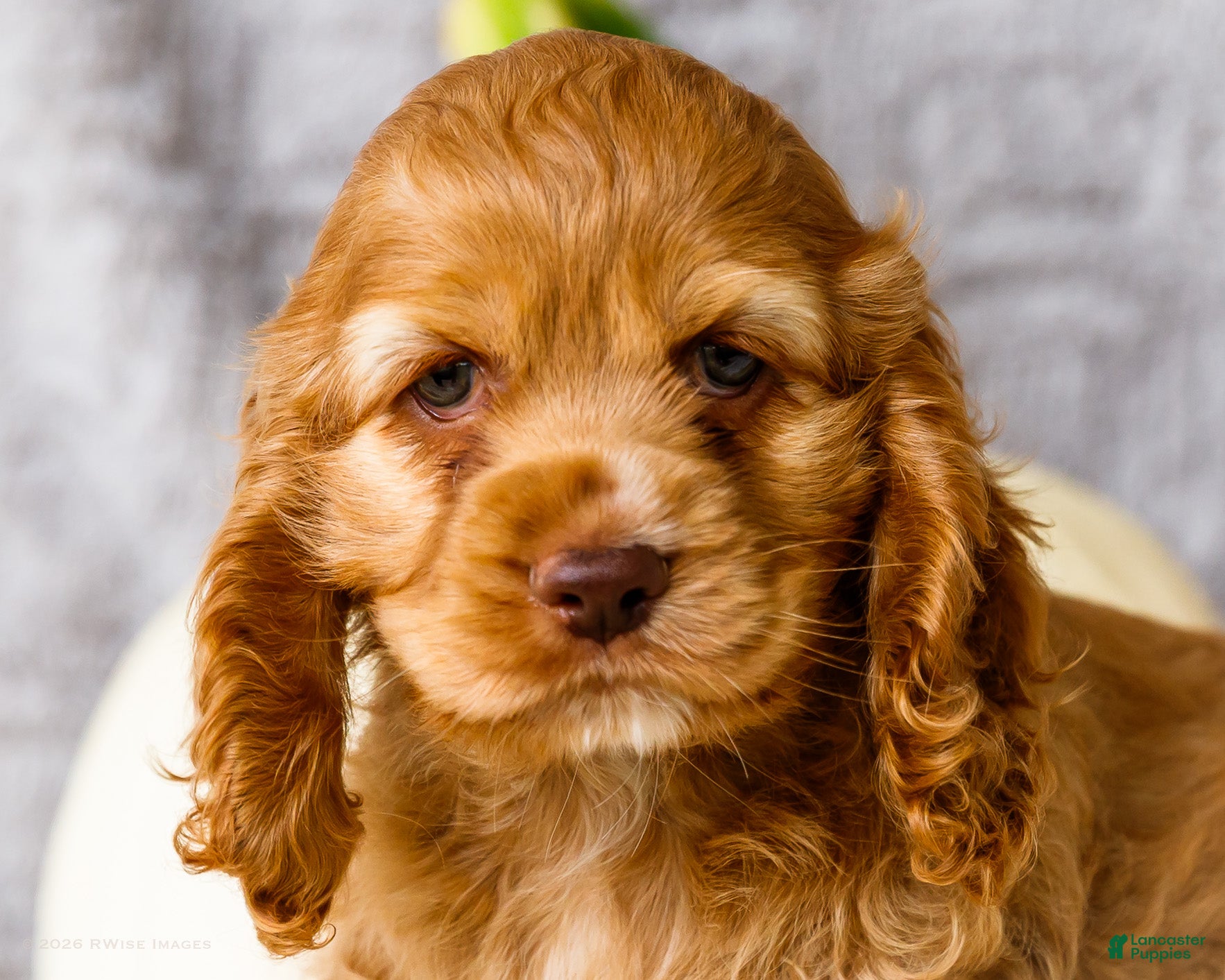 Cocker Spaniel dogs Penelope - Ad 2