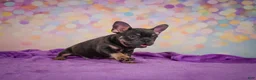 French Bulldog dogs for sale: Brutus - Ad 14