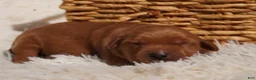 Golden Retriever dogs for sale: Daisy -AKC, Genetically Clear - Ad 51