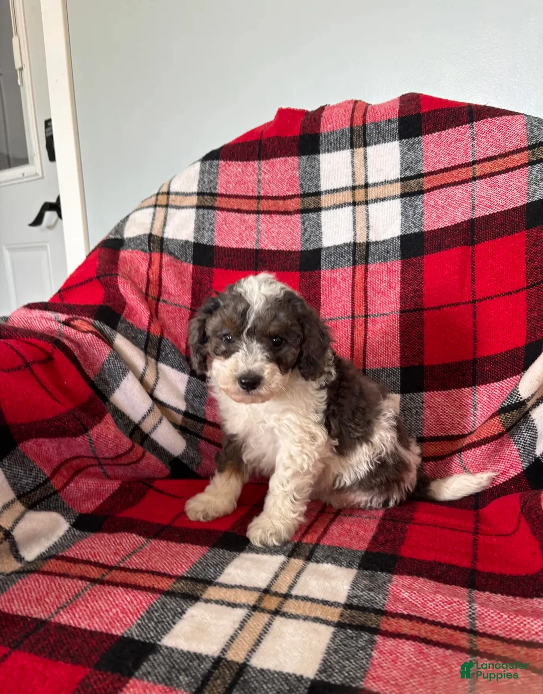 Miniature Poodle dogs for sale: Jasper - Ad 2