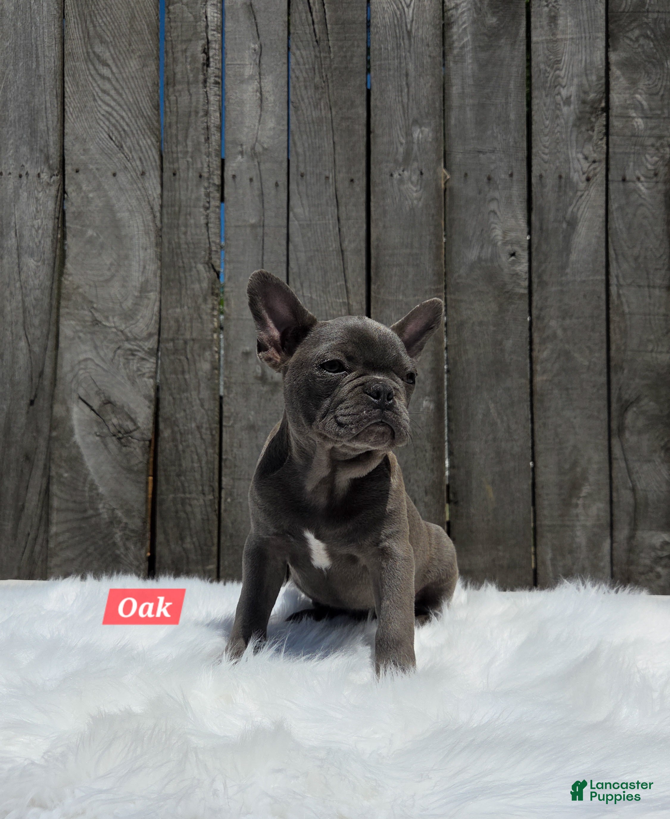 Mixed Breed dogs for sale: Oak - Ad 5