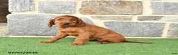 Irish Setter dogs for sale: Cuddles - Ad 4