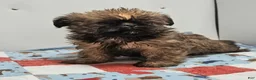 Mixed Breed dogs for sale: Mixed Breed Puppy 2 - Ad 2