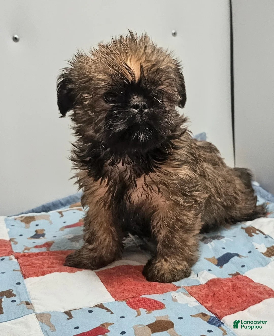 Mixed Breed dogs for sale: Mixed Breed Puppy 2 - Ad 2