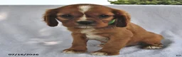 Cavalier King Charles Spaniel dogs for sale: Tom  - Ad 4