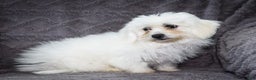 Bichon Frise dogs for sale: Jamaica - Ad 4
