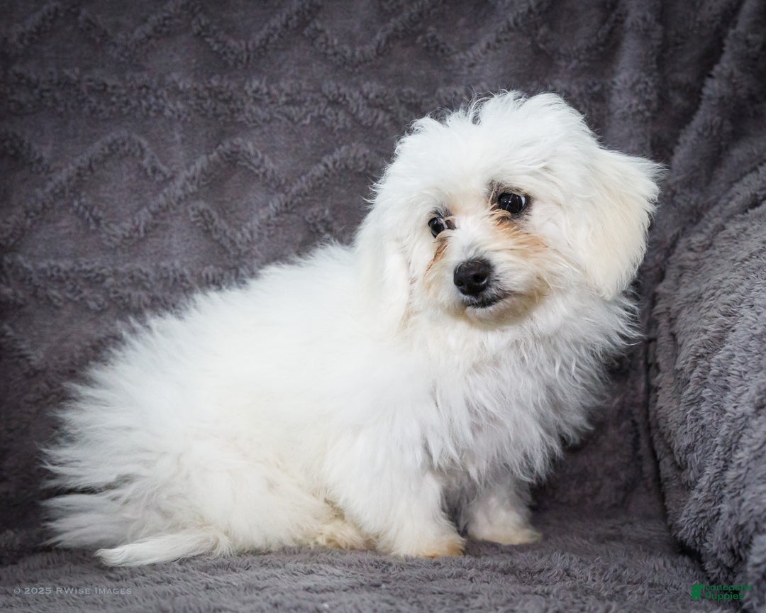 Bichon Frise dogs for sale: Jamaica - Ad 4