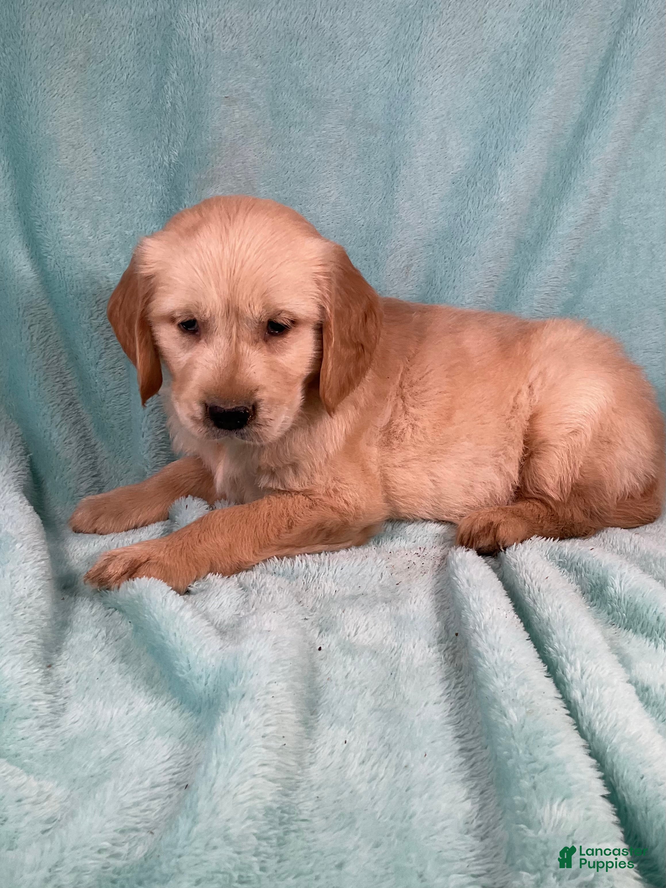 Golden Retriever dogs Asher - Ad 2