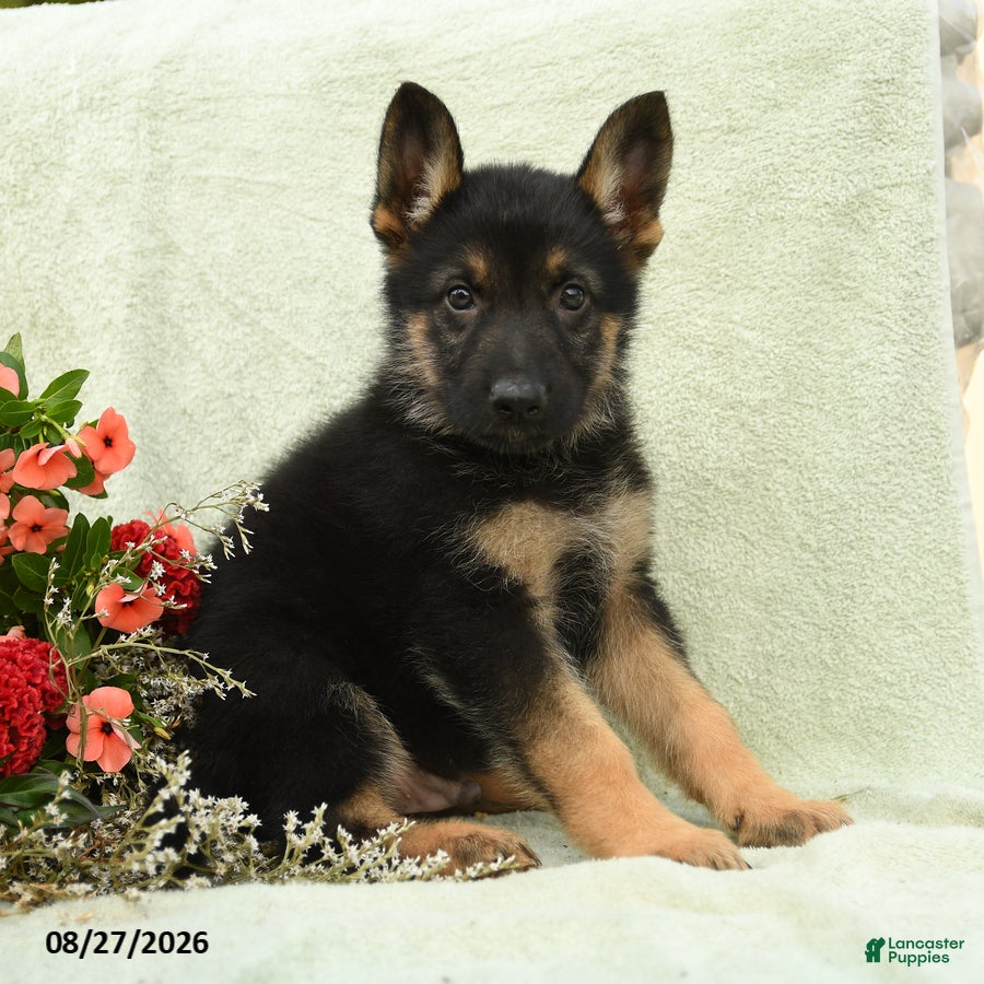 German Shepherd dogs for sale: Otto - Ad 1