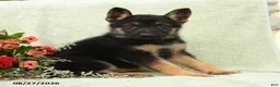 German Shepherd dogs for sale: Otto - Ad 1