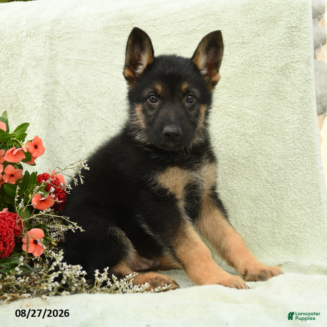 German Shepherd dogs for sale: Otto - Ad 1