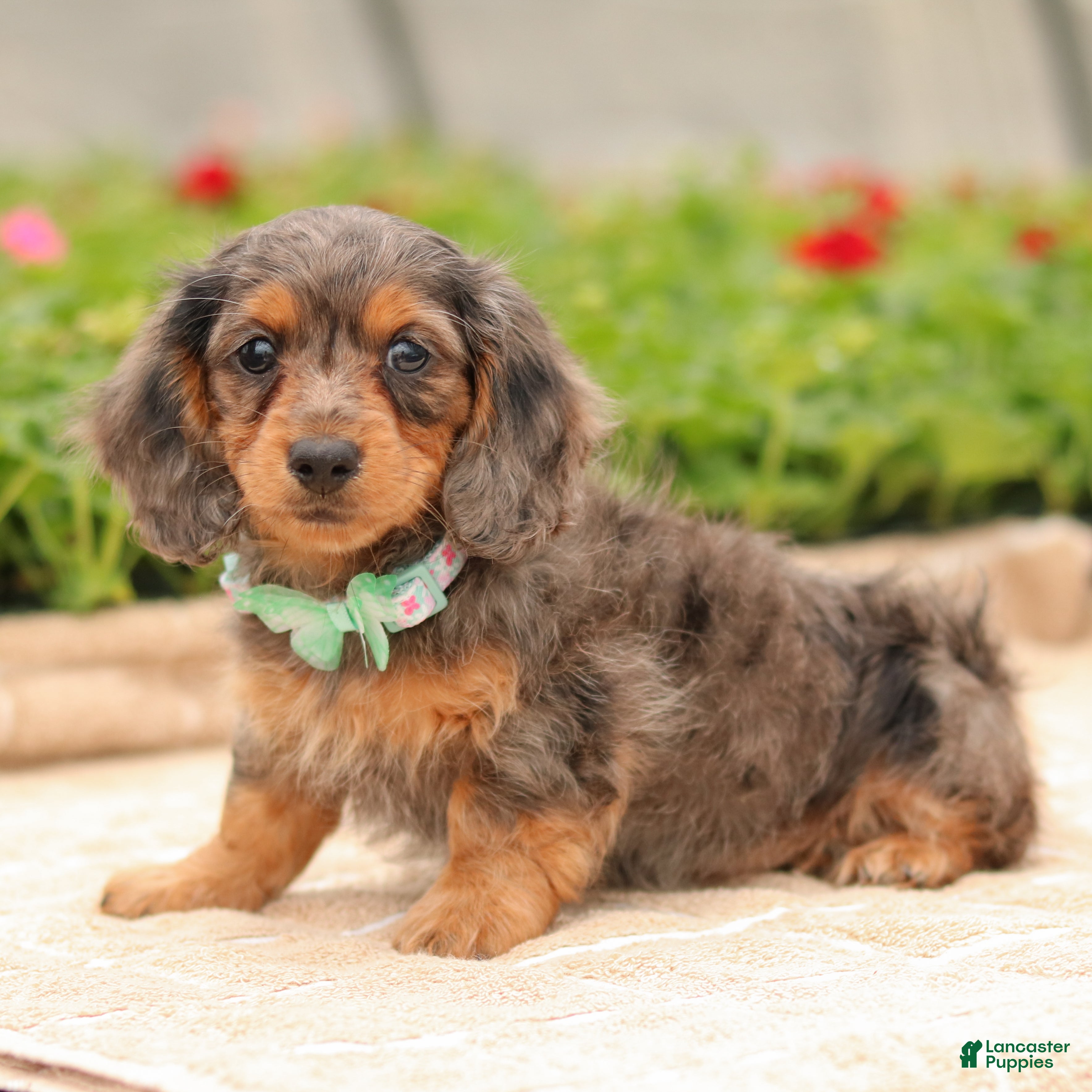 Miniature Dachshund dogs Cupid - Ad 1