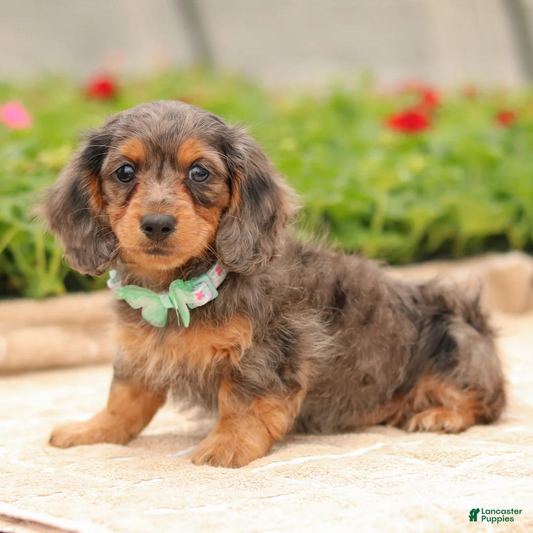 Miniature Dachshund dogs for sale: Cupid - Ad 1