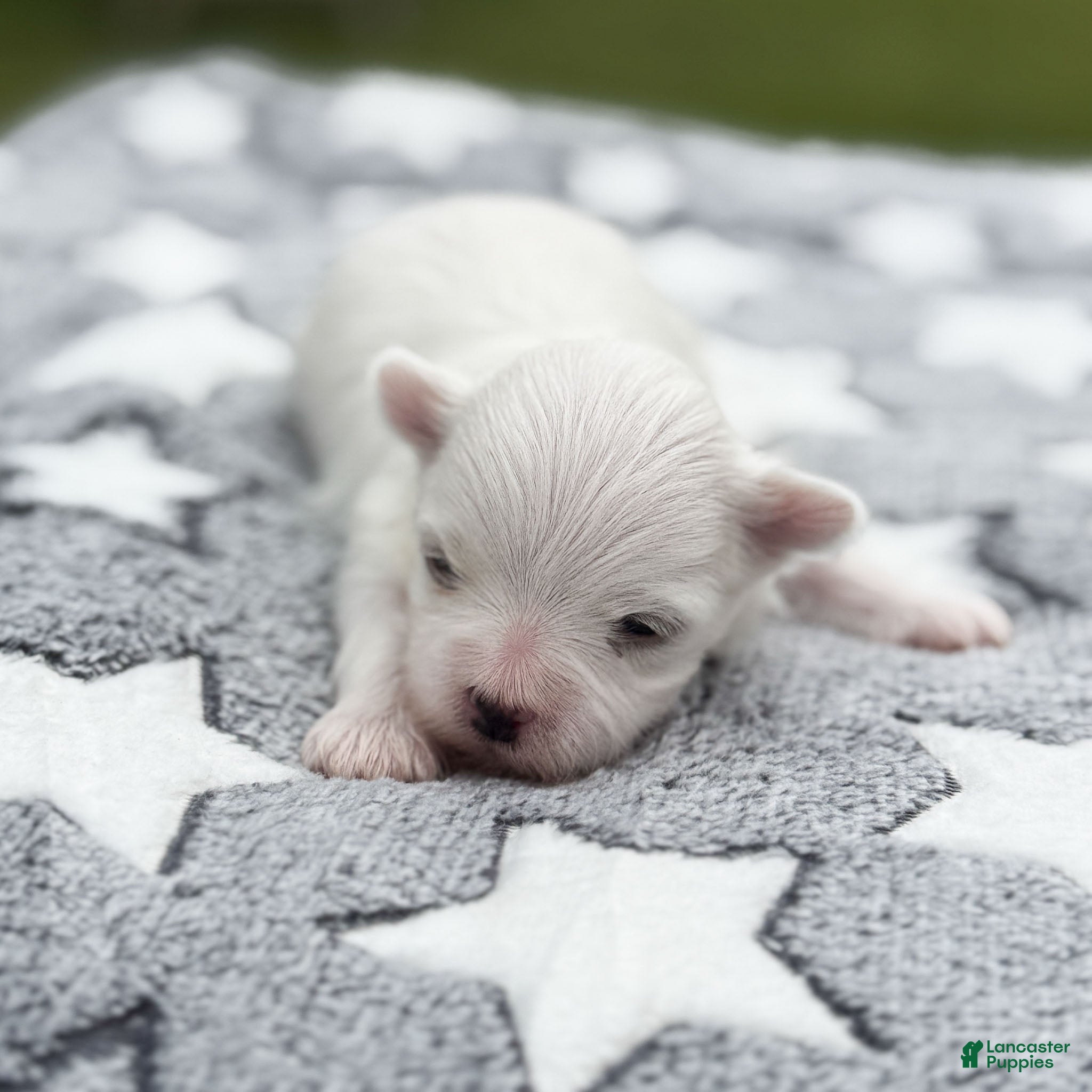 Maltese dogs Thomas Maltese Puppy - Ad 1