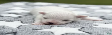 Thomas Maltese Puppy
