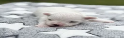 Maltese dogs for sale: Thomas Maltese Puppy - Ad 1