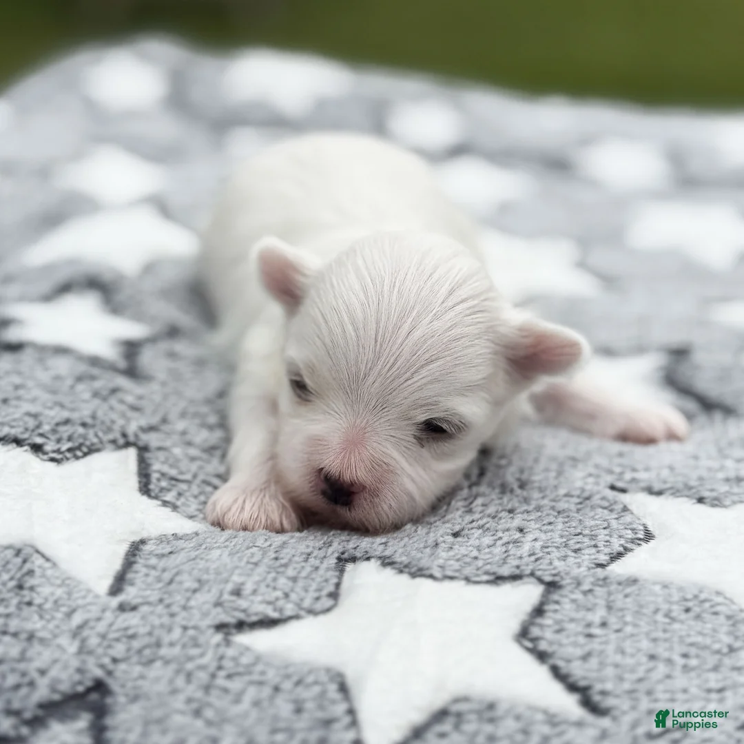 Maltese dogs for sale: Thomas Maltese Puppy - Ad 1