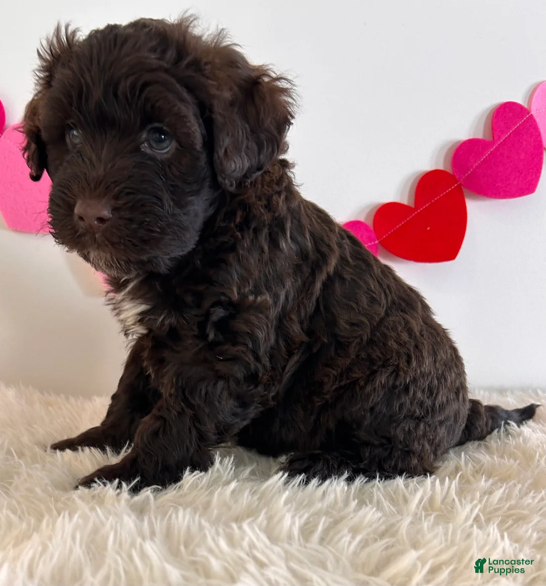 Portuguese Water Dog dogs for sale: Teddy - Ad 1