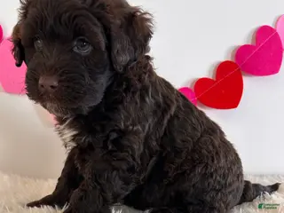 Portuguese Water Dog dogs Teddy - Ad 27