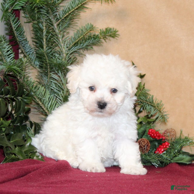 Bichon Frise dogs Dolly - Ad 18