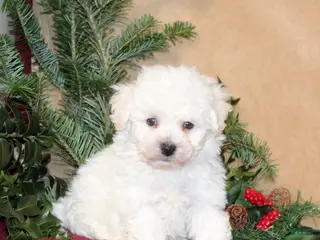 Bichon Frise dogs Dolly - Ad 33