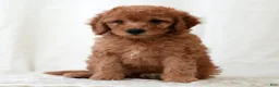 Mini Goldendoodle dogs for sale: Remington - Ad 4