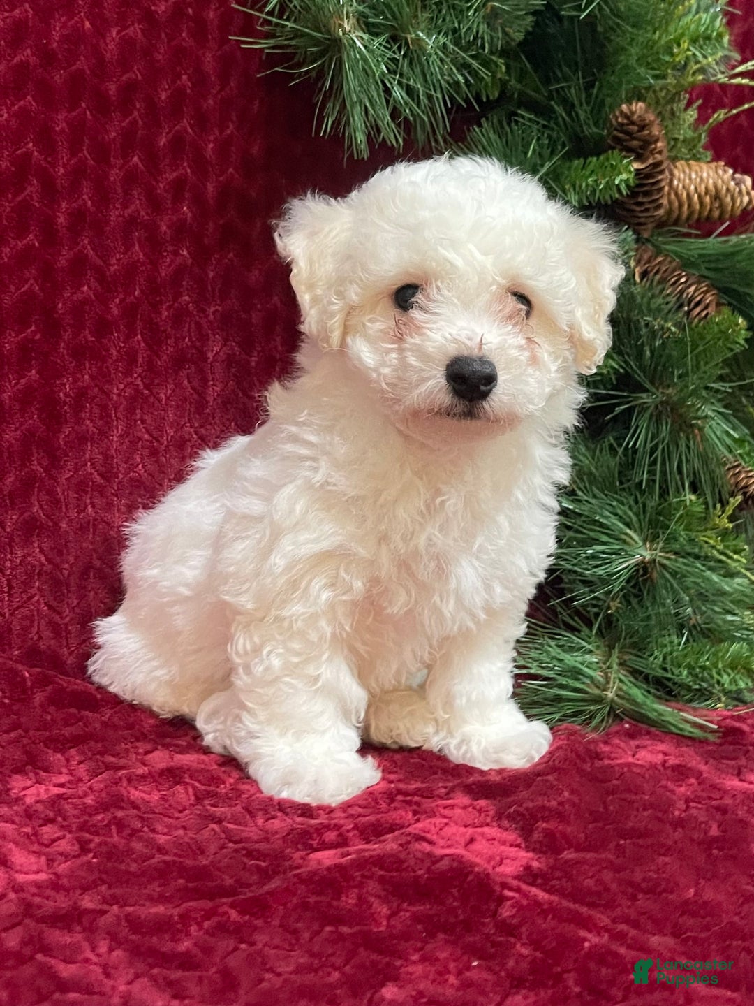 Bichon Frise dogs for sale: Ranger - Ad 2