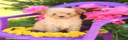Toy Poodle dogs for sale: Foxy - Ad 2