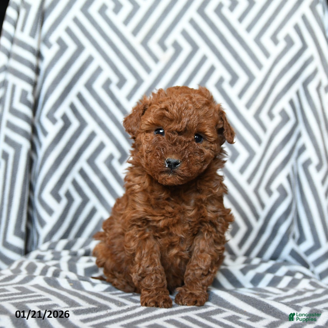 Mini Goldendoodle dogs for sale: Rolo - Ad 1