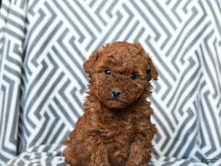 Mini Goldendoodle dogs Rolo - Ad 1
