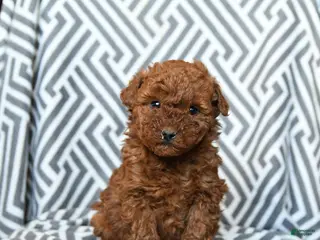 Mini Goldendoodle dogs Rolo - Ad 28