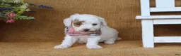 Miniature Poodle dogs for sale: Owen - Ad 3