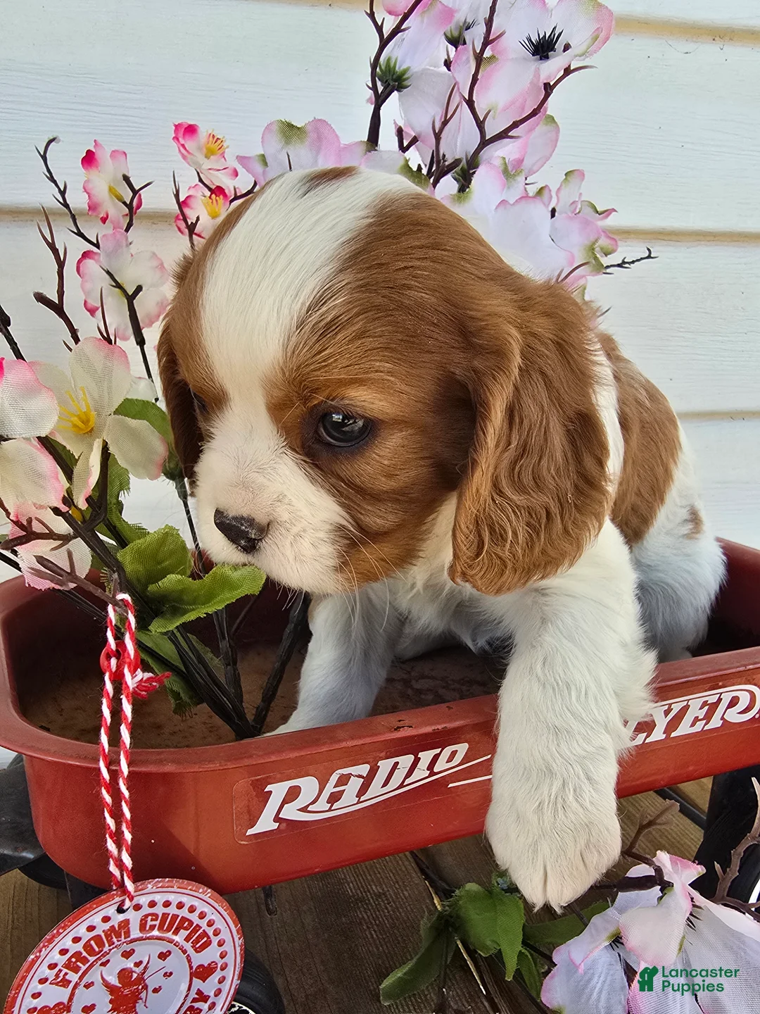 Cavalier King Charles Spaniel dogs for sale: Dakota - Ad 11