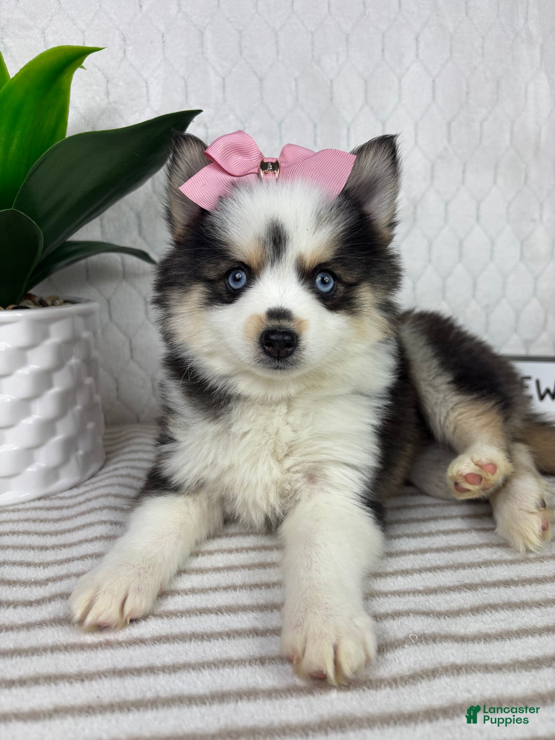Pomsky dogs for sale: Penelope - Ad 5
