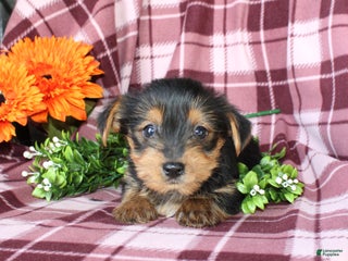 Yorkshire Terrier dogs - Ad 24