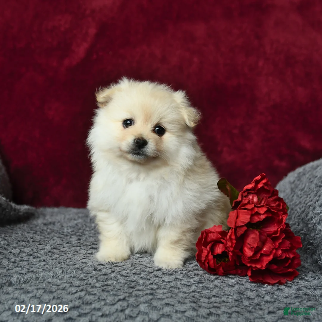 Pomeranian dogs for sale: Stella - Ad 1