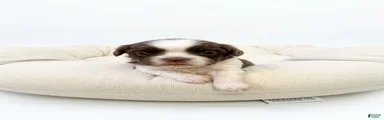 Shih Tzu 5
