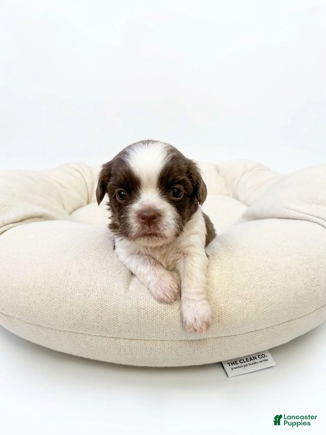 Shih Tzu dogs for sale: Shih Tzu 5 - Ad 1