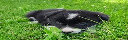 Border Collie dogs for sale: Giligan  - Ad 5
