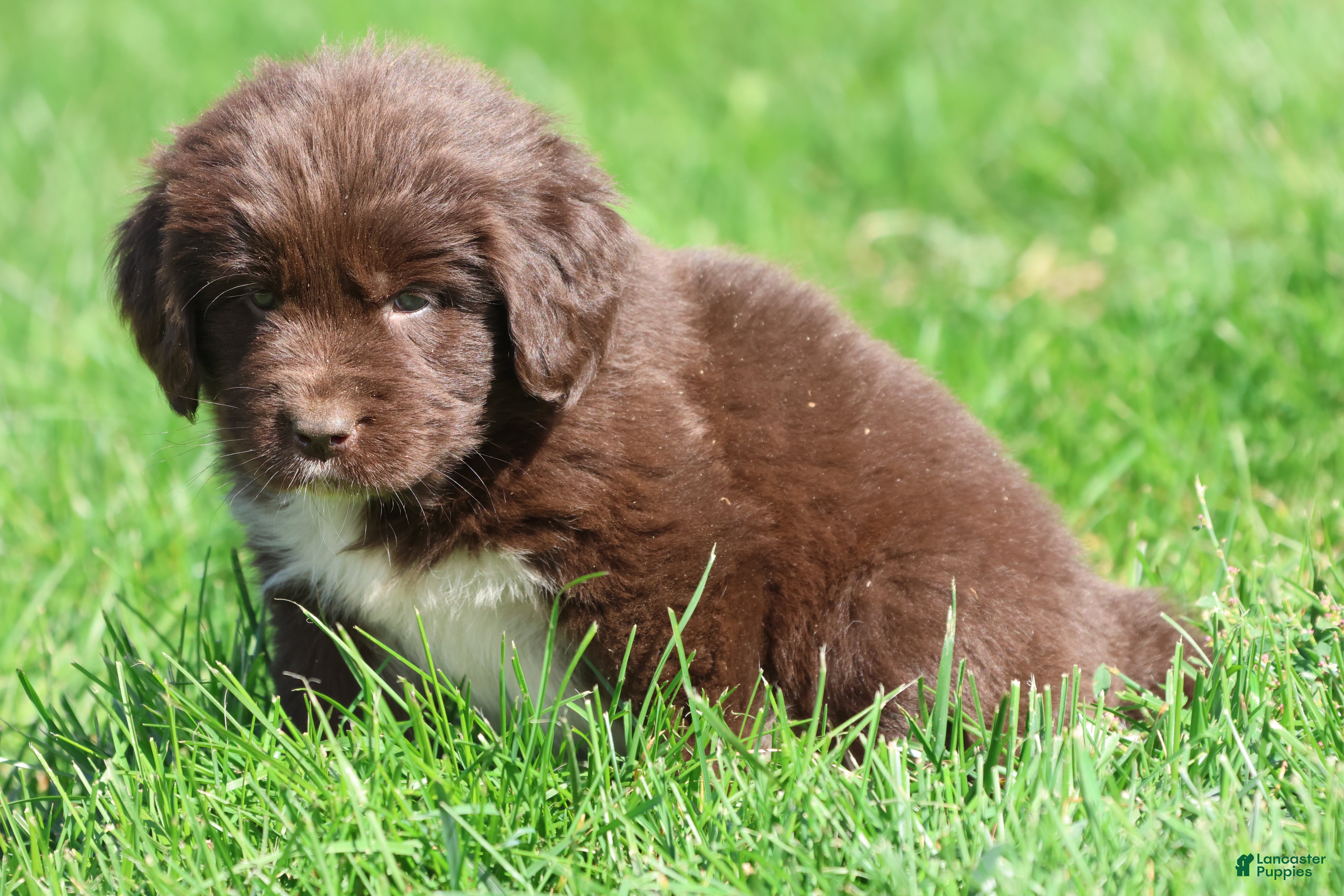 Newfoundland dogs for sale: Swirls - Ad 25