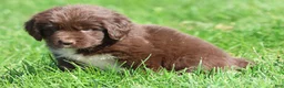 Newfoundland dogs for sale: Swirls - Ad 1