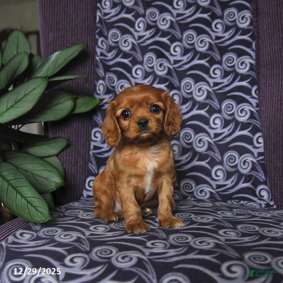 Cavalier King Charles Spaniel dogs Brandon - Ad 10