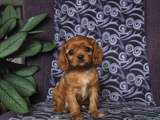 Cavalier King Charles Spaniel dogs Brandon - Ad 38